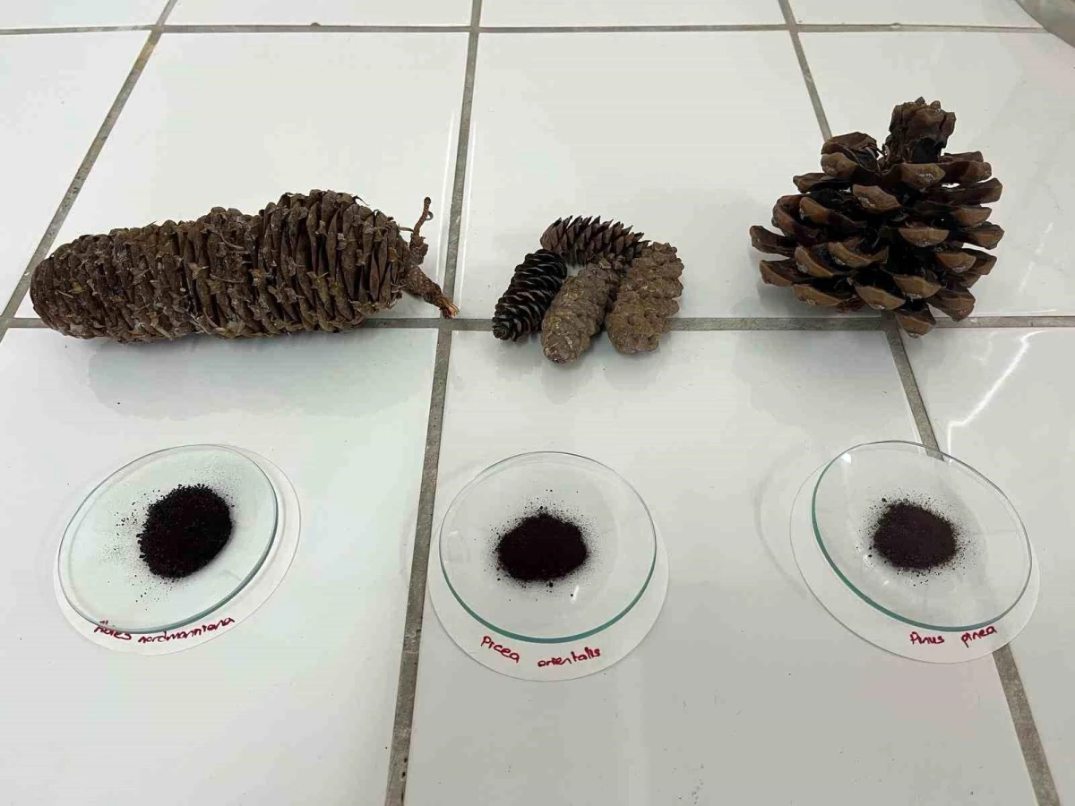 Bartın Üniversitesi, iğne yapraklı ağaç kozalaklarından katma değeri yüksek ürün elde edecek