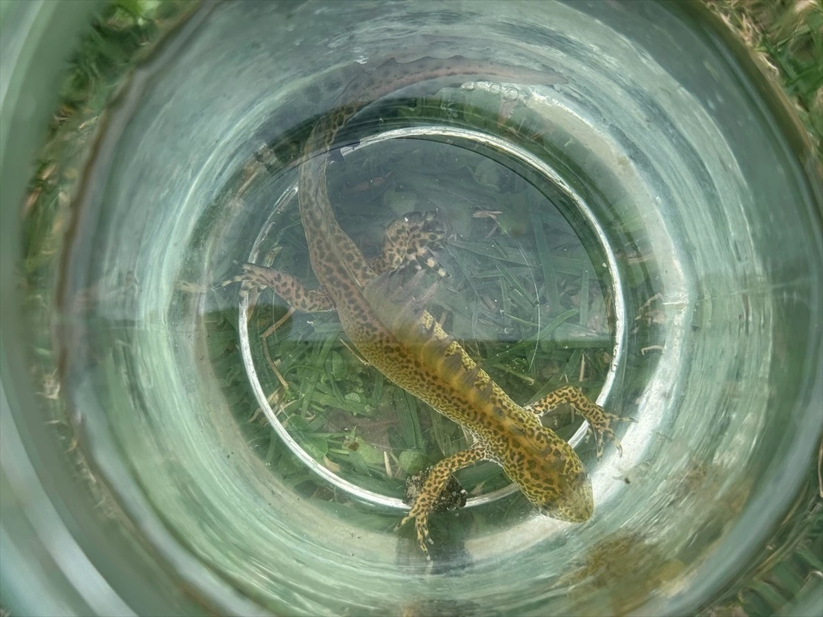 Bartın'da Kafkas Şeritli Semenderleri Süs Havuzunda Bulundu