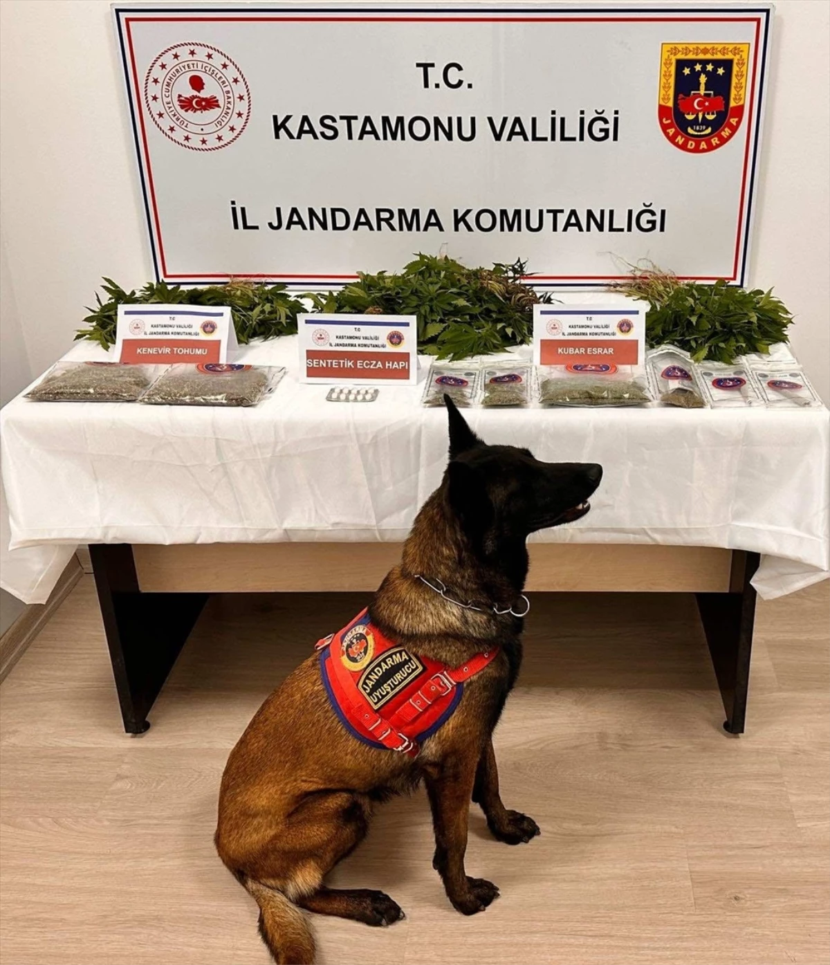 Kastamonu'da 371 kök kenevir ele geçirilen şüpheli tutuklandı