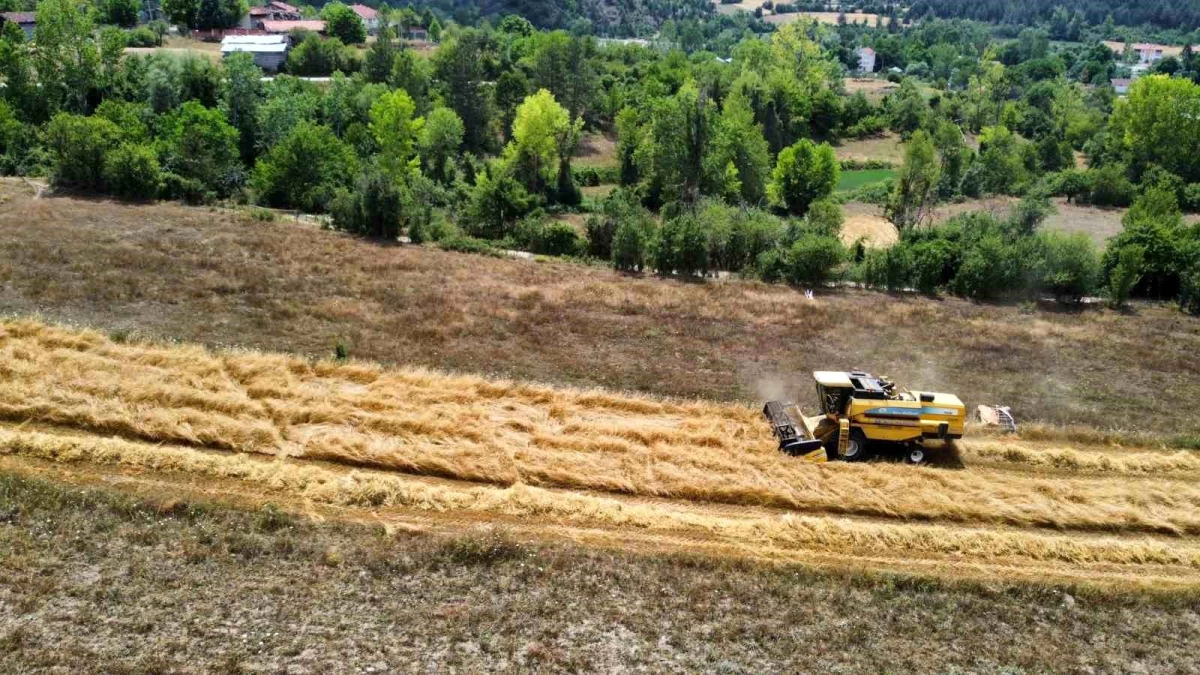Kastamonu'da Hitit Buğdayı Hasadı Başladı