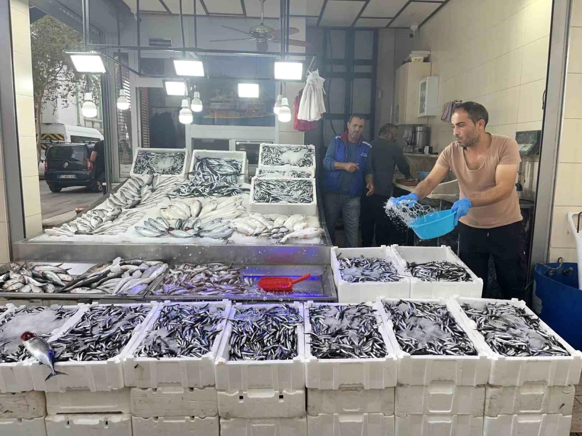 Sinop Hamsisi Balık Sezonunda Yarı Fiyata Düştü