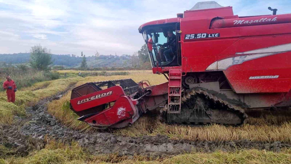 Sinop'ta Çeltik Hasadı Başladı
