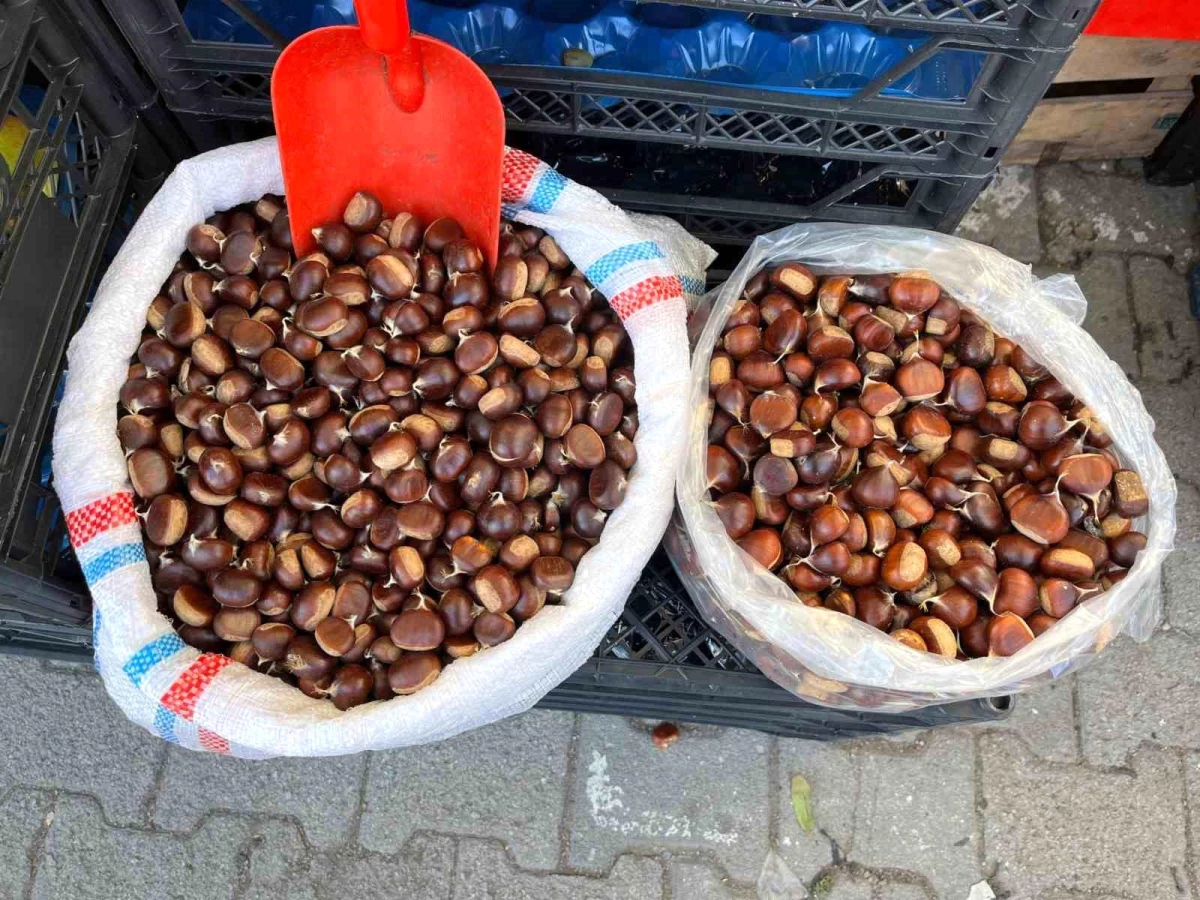 Sinop'ta Kestane Fiyatları Yükseldi