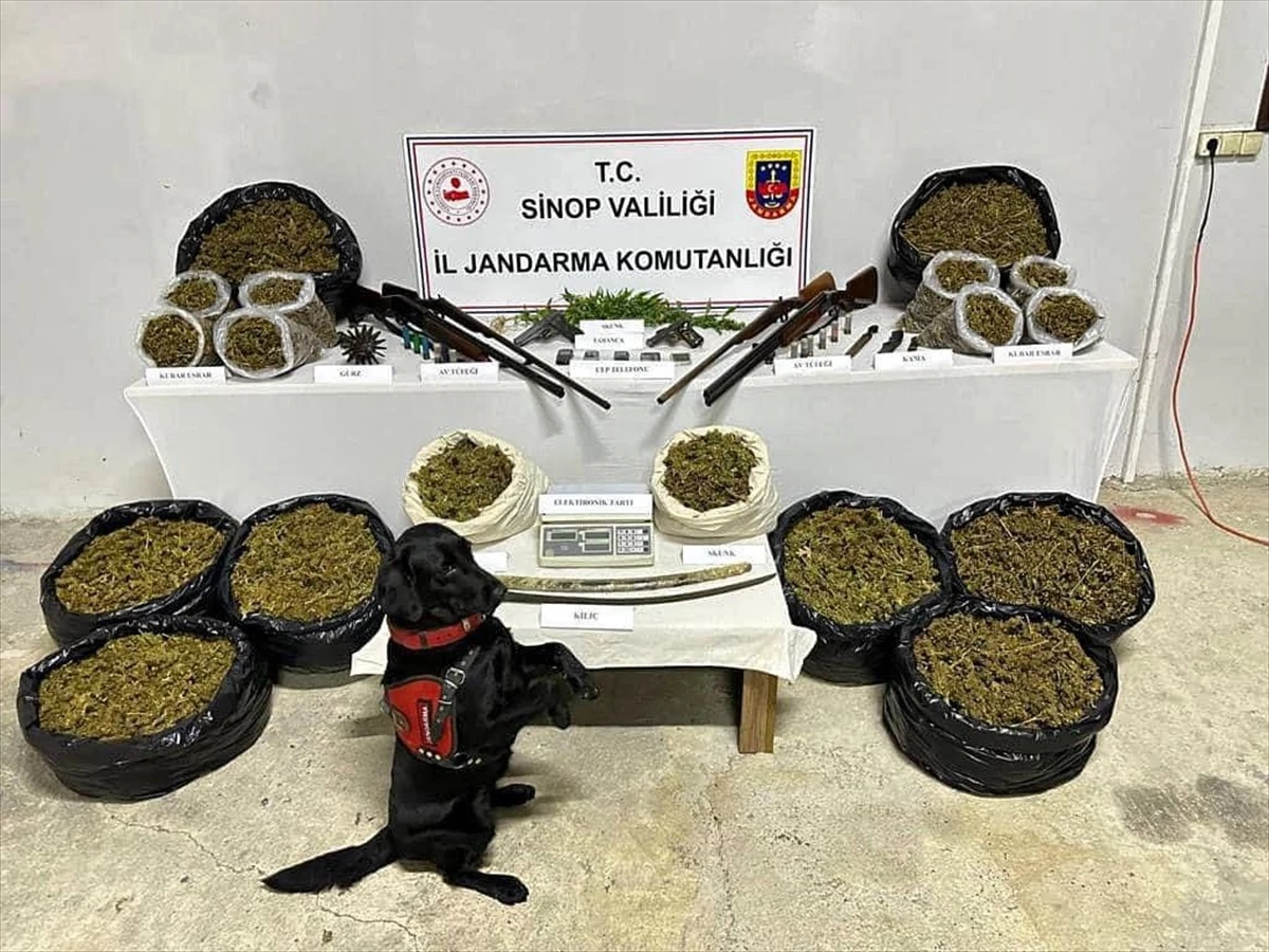Sinop'ta Uyuşturucu Operasyonu: 38 Kilo Esrar Ele Geçirildi